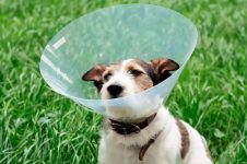 Cone de Proteção - Cachorro e Gato